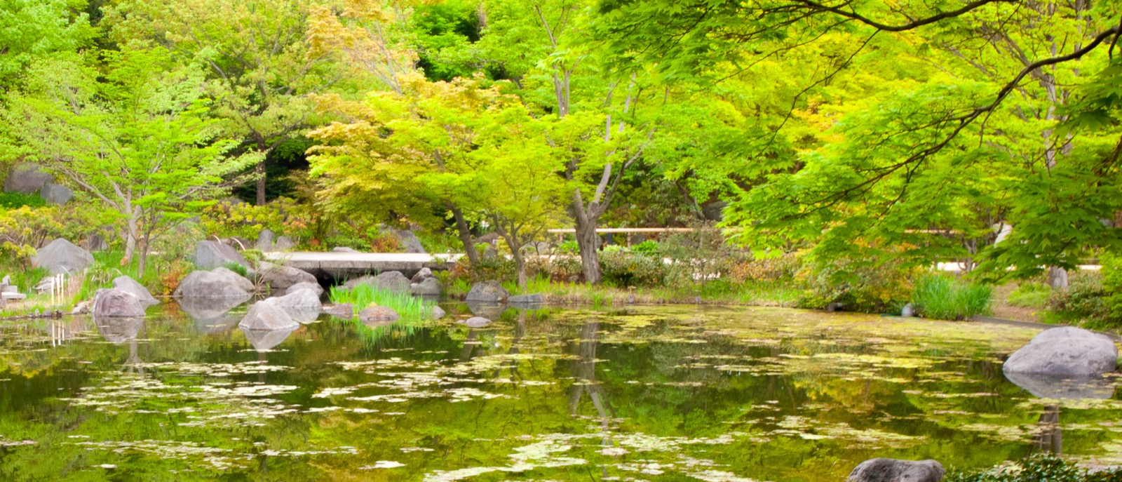 A quiet Japanese garden pond in spring green